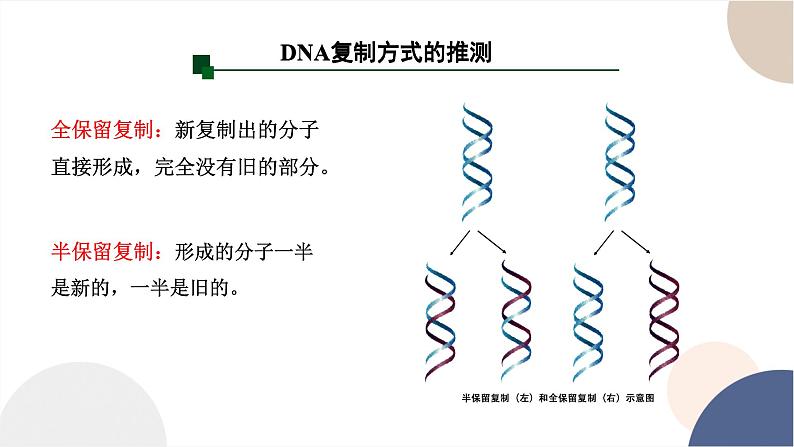 第三章- 第三节 DNA通过复制传递遗传信息（课件PPT）08