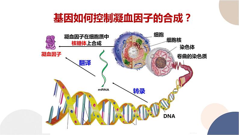 第三章- 第四节 基因控制蛋白质合成（课件PPT）第3页