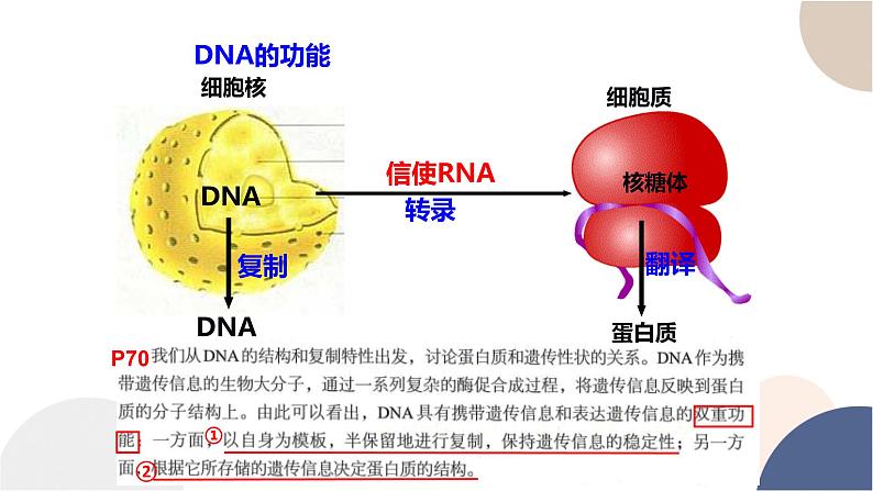 第三章- 第四节 基因控制蛋白质合成（课件PPT）第5页