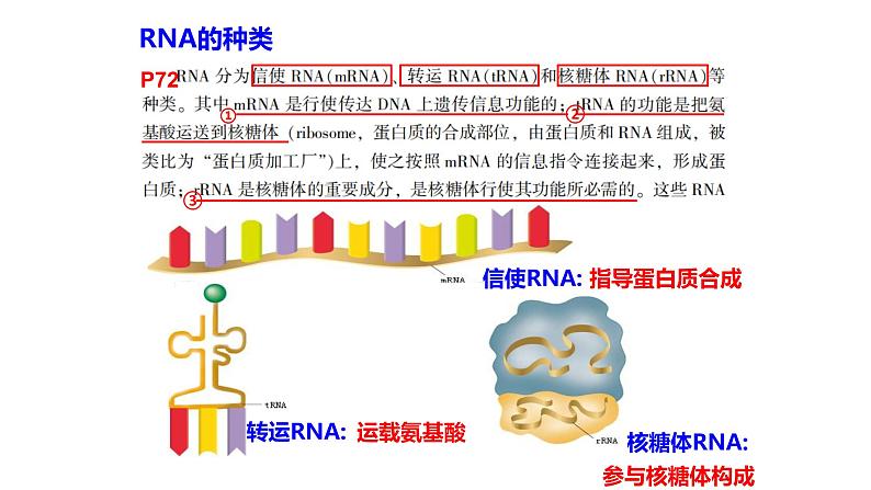 第三章- 第四节 基因控制蛋白质合成（课件PPT）第8页