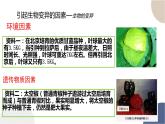 第四章- 第一节 基因突变可能引起性状改变（课件PPT）