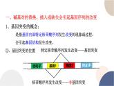 第四章- 第一节 基因突变可能引起性状改变（课件PPT）