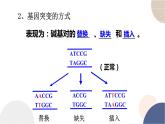 第四章- 第一节 基因突变可能引起性状改变（课件PPT）
