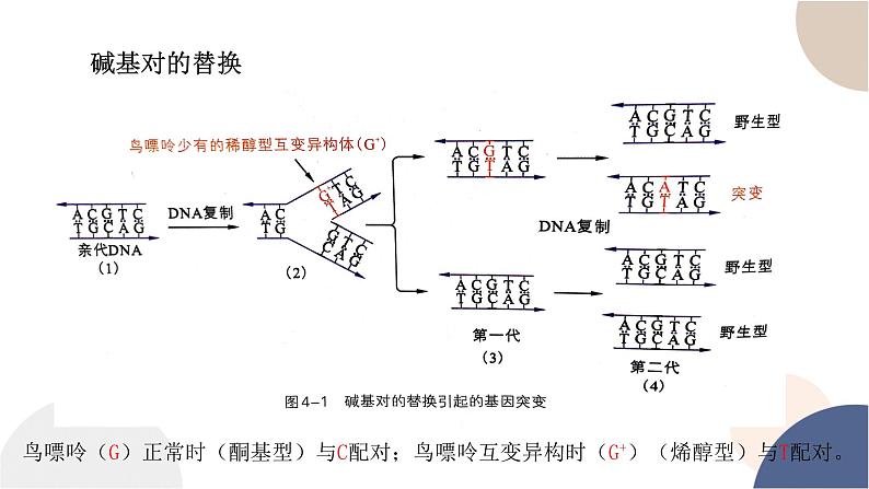 第四章- 第一节 基因突变可能引起性状改变（课件PPT）06