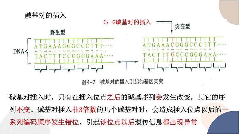 第四章- 第一节 基因突变可能引起性状改变（课件PPT）07