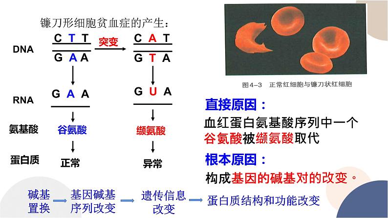 第四章- 第一节 基因突变可能引起性状改变（课件PPT）08