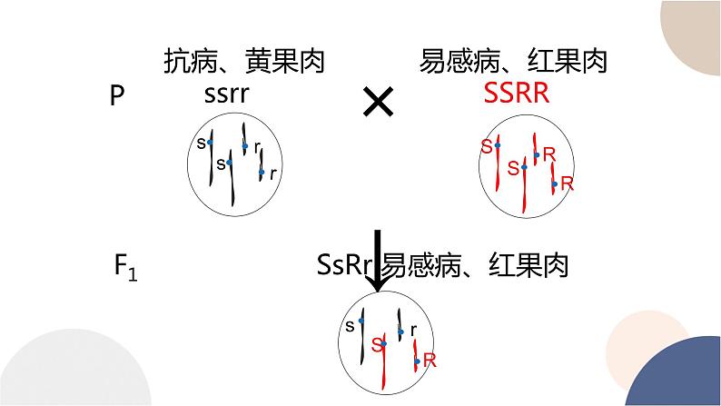 第四章- 第二节 基因重组使子代出现变异（课件PPT）03