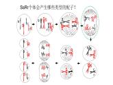 第四章- 第二节 基因重组使子代出现变异（课件PPT）