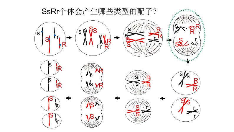 第四章- 第二节 基因重组使子代出现变异（课件PPT）04