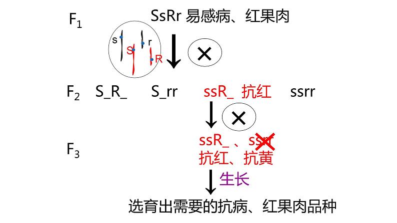 第四章- 第二节 基因重组使子代出现变异（课件PPT）07