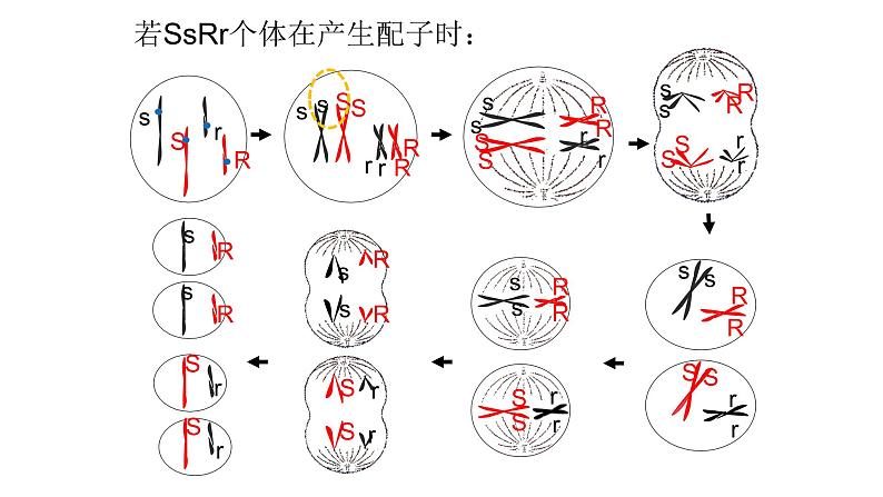 第四章- 第二节 基因重组使子代出现变异（课件PPT）08