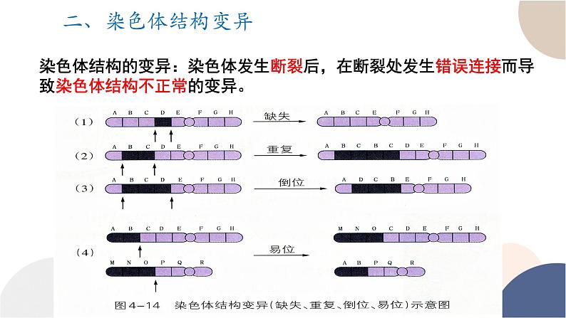 第四章- 第三节 染色体畸变可能引起性状改变（课件PPT）06