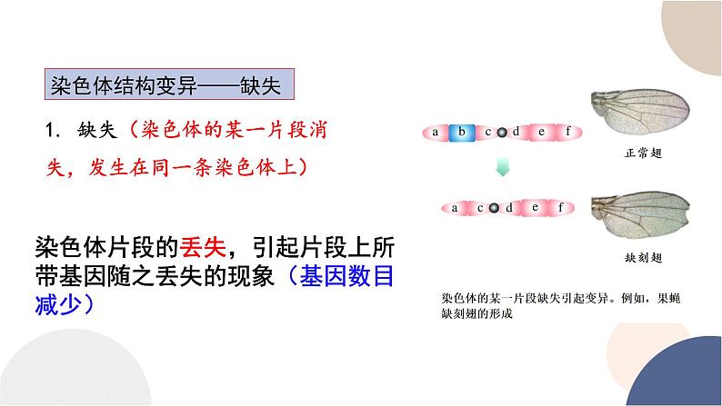 第四章- 第三节 染色体畸变可能引起性状改变（课件PPT）07