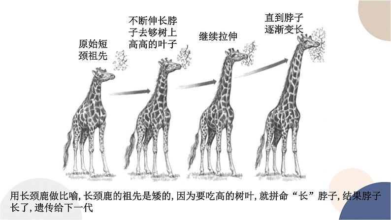 第五章- 第一节 丰富多样的现存物种来自共同祖先（课件PPT）第3页