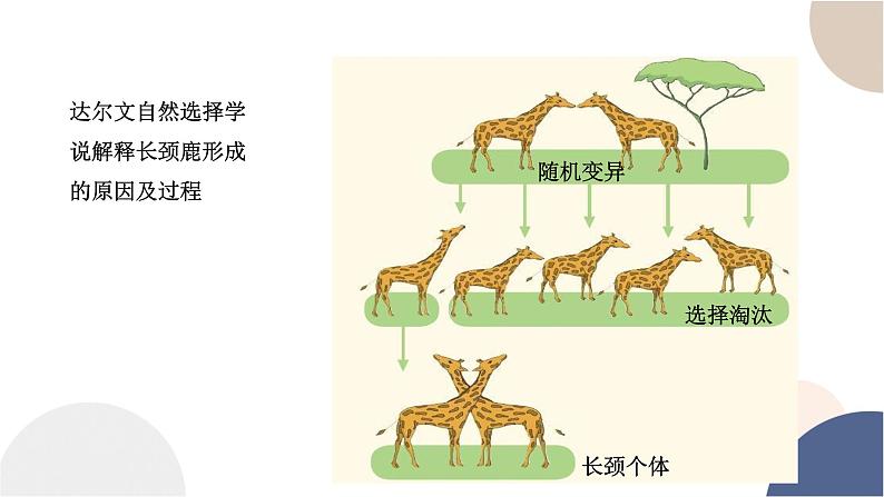 第五章- 第一节 丰富多样的现存物种来自共同祖先（课件PPT）第7页