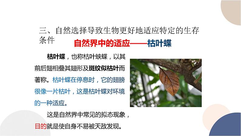 第五章- 第二节 适应是自然选择的结果（课件PPT）07