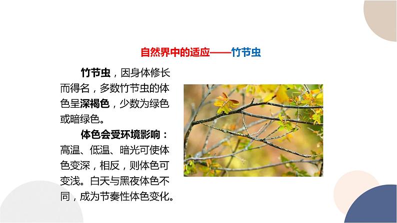 第五章- 第二节 适应是自然选择的结果（课件PPT）08