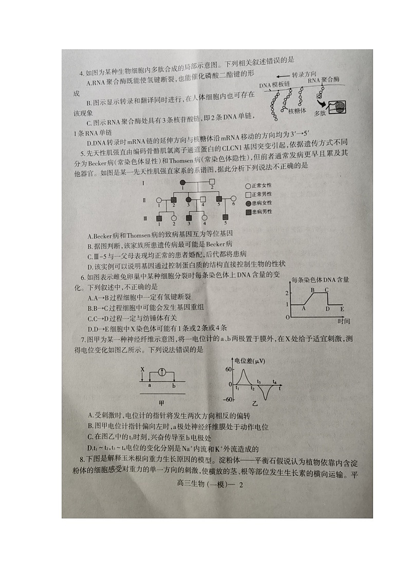 2023届辽宁省协作校高三下学期第一次模拟考试生物试题02