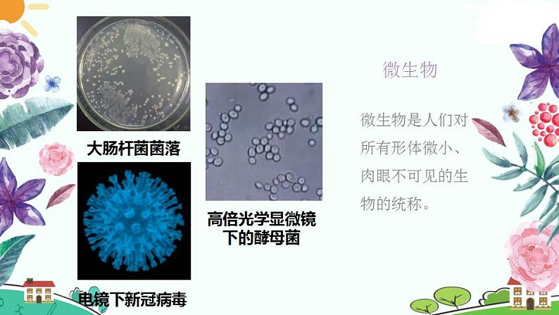 1.2.1微生物的培养技术及应用（第1课时）（课件） 高二生物下学期同步精品备课资源（人教版2019选择性必修3）第4页