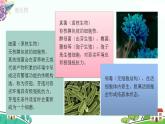 新人教版高中生物选择性必修3 1.2.1 微生物的基本培养技术 课件+教案+同步练习含解析卷