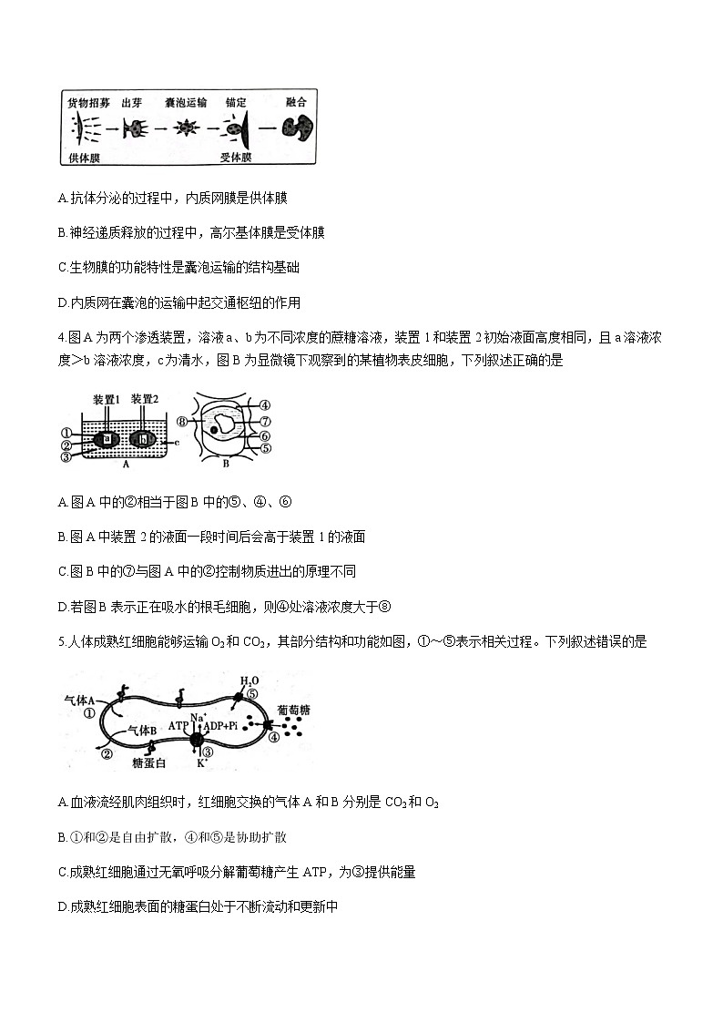 2022-2023学年陕西省咸阳市高三下学期一模考试生物试题含答案第2页