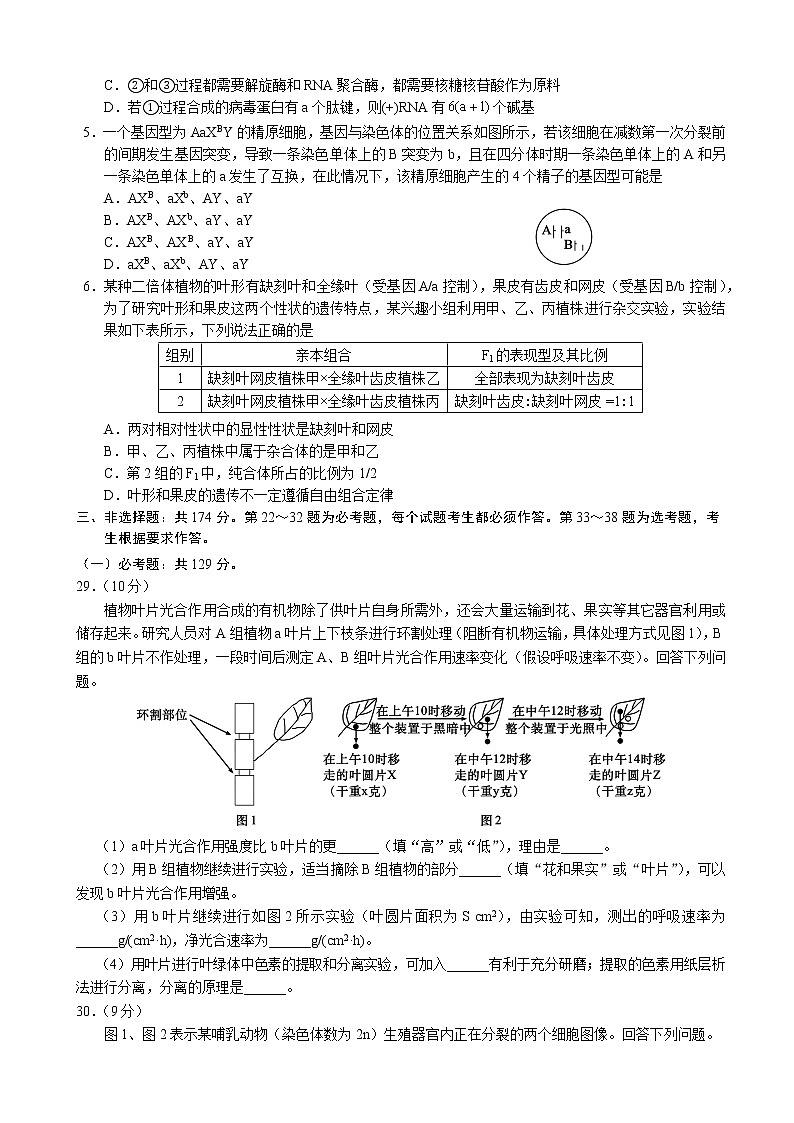 2022-2023学年四川省成都市龙泉中学蓉城名校联盟高三上学期第一次联考（月考）理综生物含解析第2页