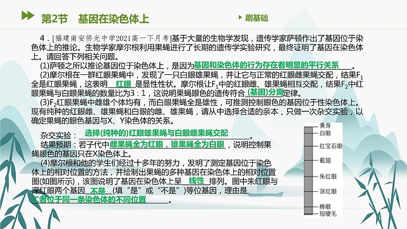 第2章 基因和染色体的关系 第2节　基因在染色体上课件PPT第5页