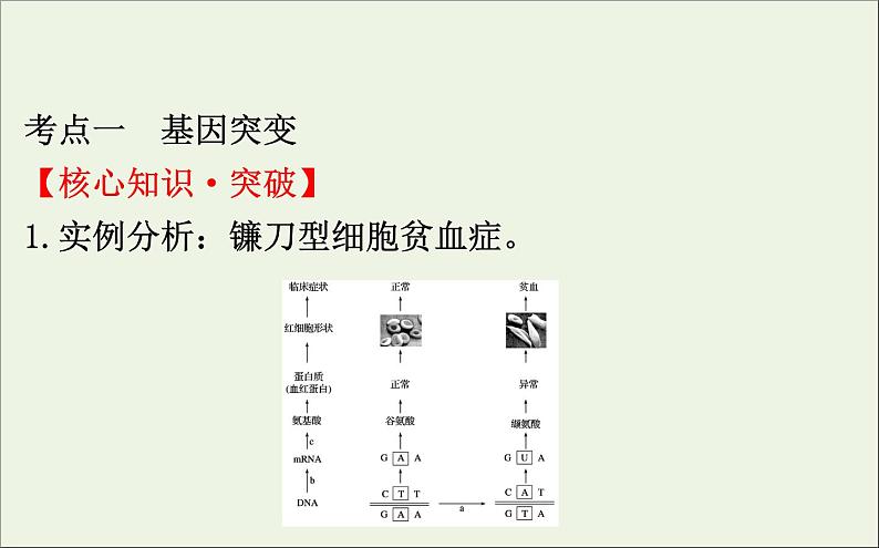 高中生物高考2020届高考生物一轮复习7 1基因突变和基因重组课件 79第4页