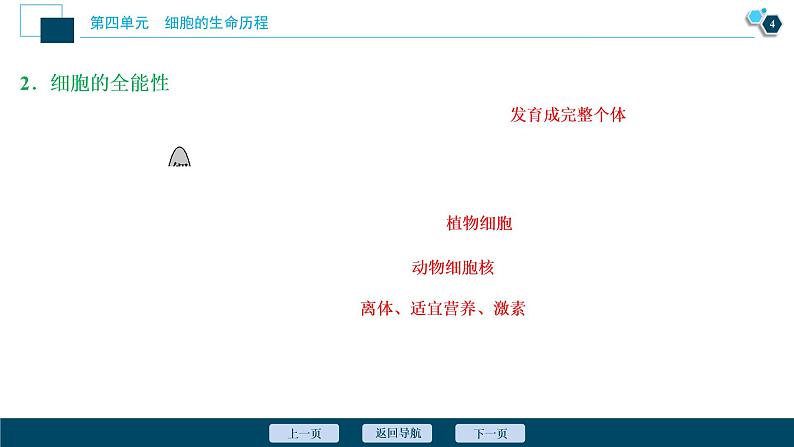 高中生物高考4　第四单元　第13讲　细胞的分化、衰老、凋亡和癌变课件PPT第5页