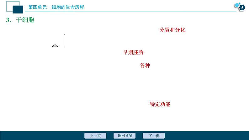 高中生物高考4　第四单元　第13讲　细胞的分化、衰老、凋亡和癌变课件PPT第6页