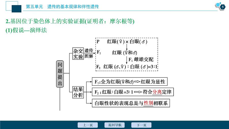 高中生物高考4　第五单元　第16讲　伴性遗传及人类遗传病课件PPT第6页