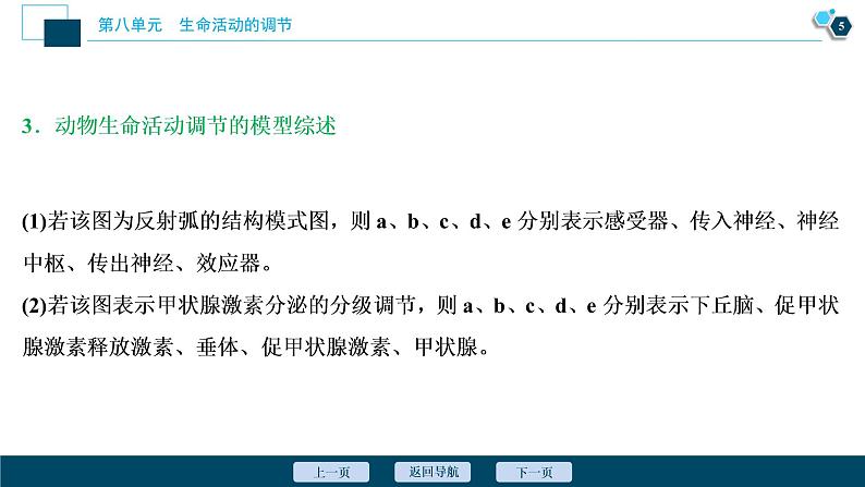 高中生物高考5　第八单元　加强提升课(7)　动物生命活动调节模型及相关实验突破课件PPT第6页