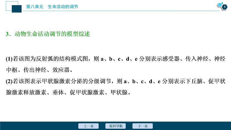 高中生物高考5 加强提升课(7)　动物生命活动调节模型及相关实验突破课件PPT06