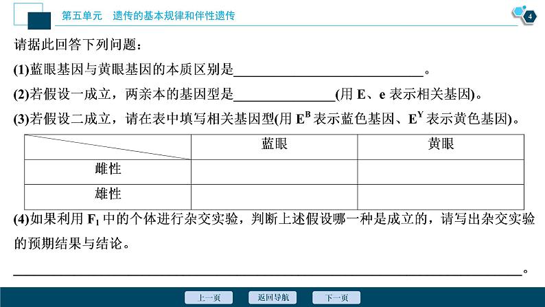 高中生物高考6 加强提升课(5)　基因位置的判定及相关实验设计突破课件PPT05