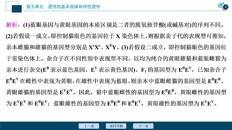 高中生物高考6 加强提升课(5)　基因位置的判定及相关实验设计突破课件PPT06