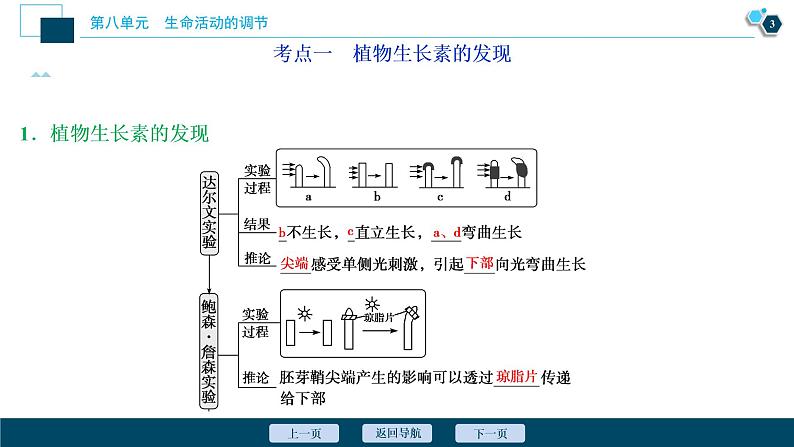 高中生物高考9　第八单元　第27讲　植物的激素调节课件PPT04