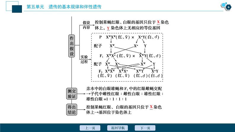 高中生物高考4 第15讲　基因在染色体上　伴性遗传课件PPT第7页