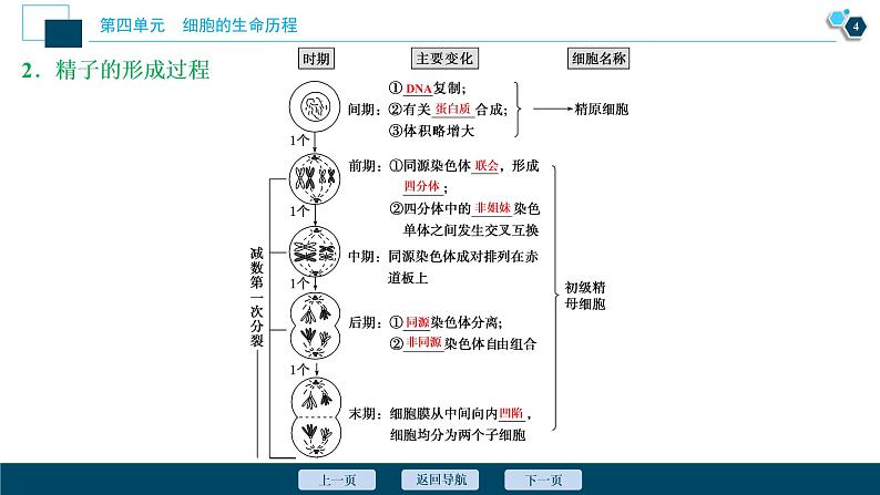 高中生物高考2　第四单元　第12讲　减数分裂和受精作用课件PPT05