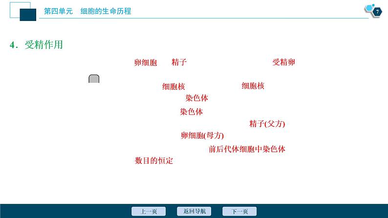 高中生物高考2　第四单元　第12讲　减数分裂和受精作用课件PPT08