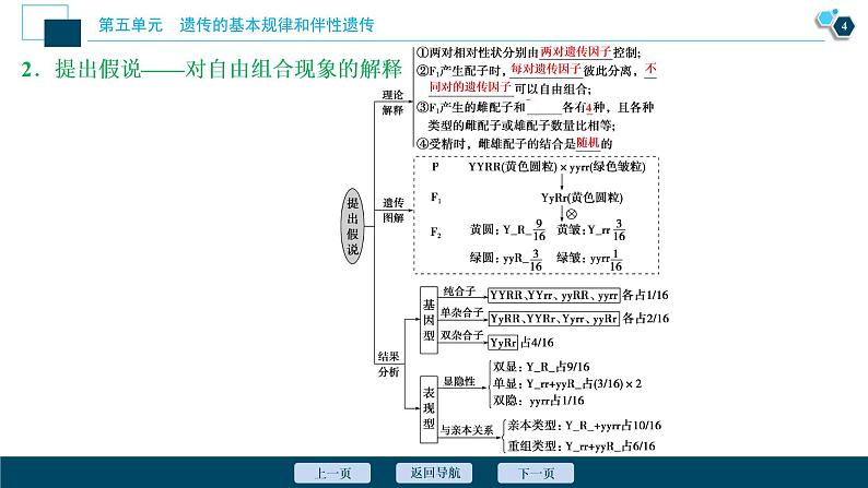 高中生物高考2　第五单元　第15讲　基因的自由组合定律课件PPT第5页
