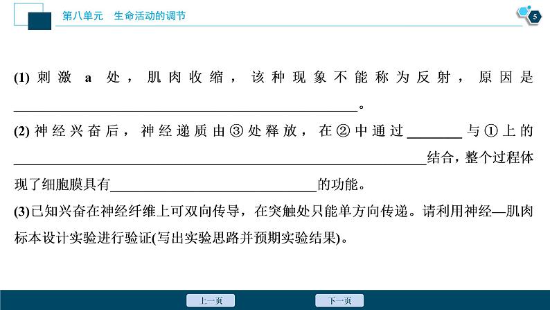 高中生物高考3　第八单元　加强提升课(6)　反射弧中兴奋传导特点的实验探究课件PPT06