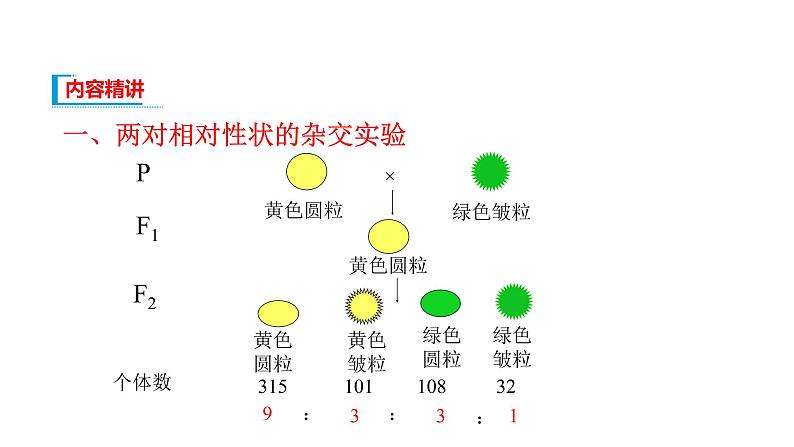 配套新教材-高中生物学-RJ-必修2第1章- 第2节课件PPT第3页