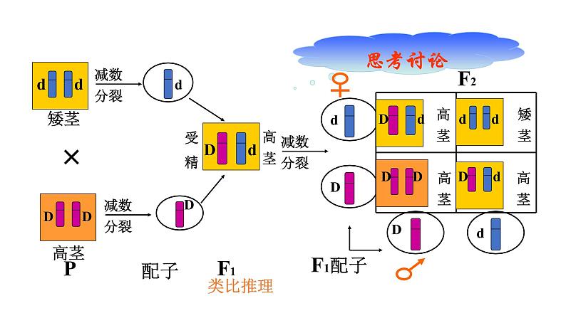 配套新教材-高中生物学-RJ-必修2第2章- 第2节课件PPT07