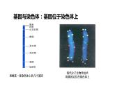 配套新教材-高中生物学-RJ-必修2第3章- 第4节课件PPT