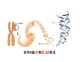 配套新教材-高中生物學-RJ-必修2第3章- 第4節(jié)課件PPT