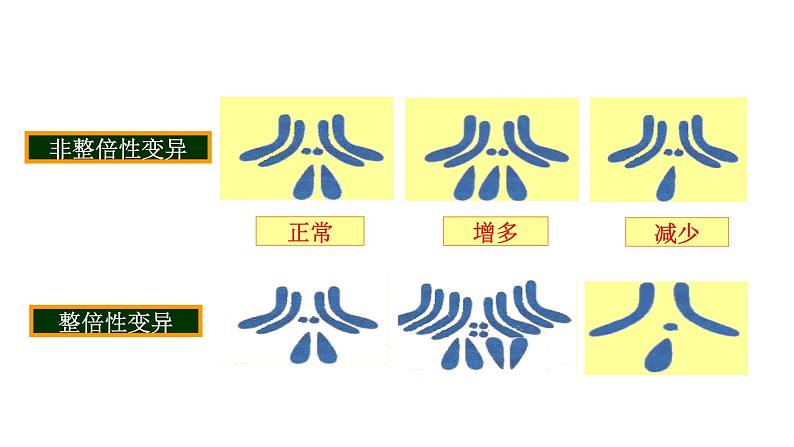 配套新教材-高中生物学-RJ-必修2第5章- 第2节课件PPT05