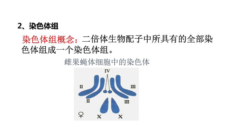 配套新教材-高中生物学-RJ-必修2第5章- 第2节课件PPT06