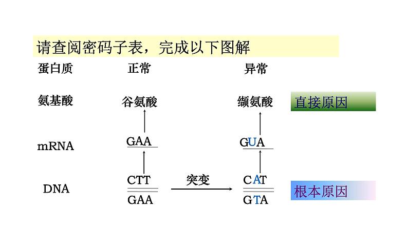 配套新教材-高中生物学-RJ-必修2第5章- 第1节课件PPT第8页