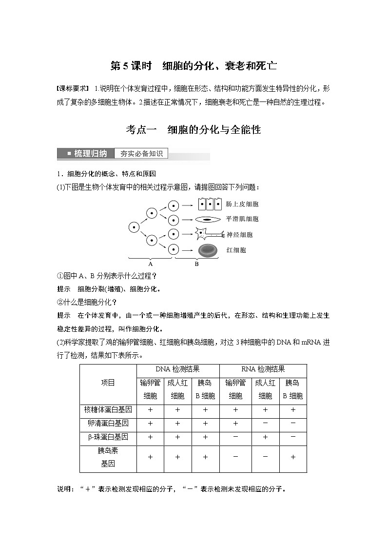 高中生物高考2023年高考生物一轮复习（新人教新高考） 第4单元 第5课时　细胞的分化、衰老和死亡第1页