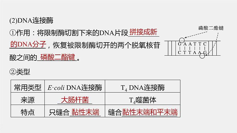 高中生物高考2022年高考生物一轮复习 第10单元 第33讲　基因工程课件PPT08